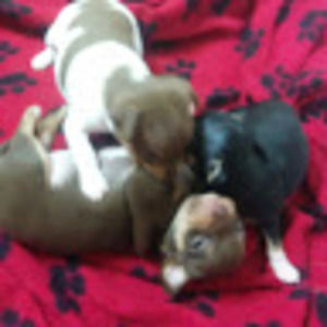 Meet your Posher, Lola